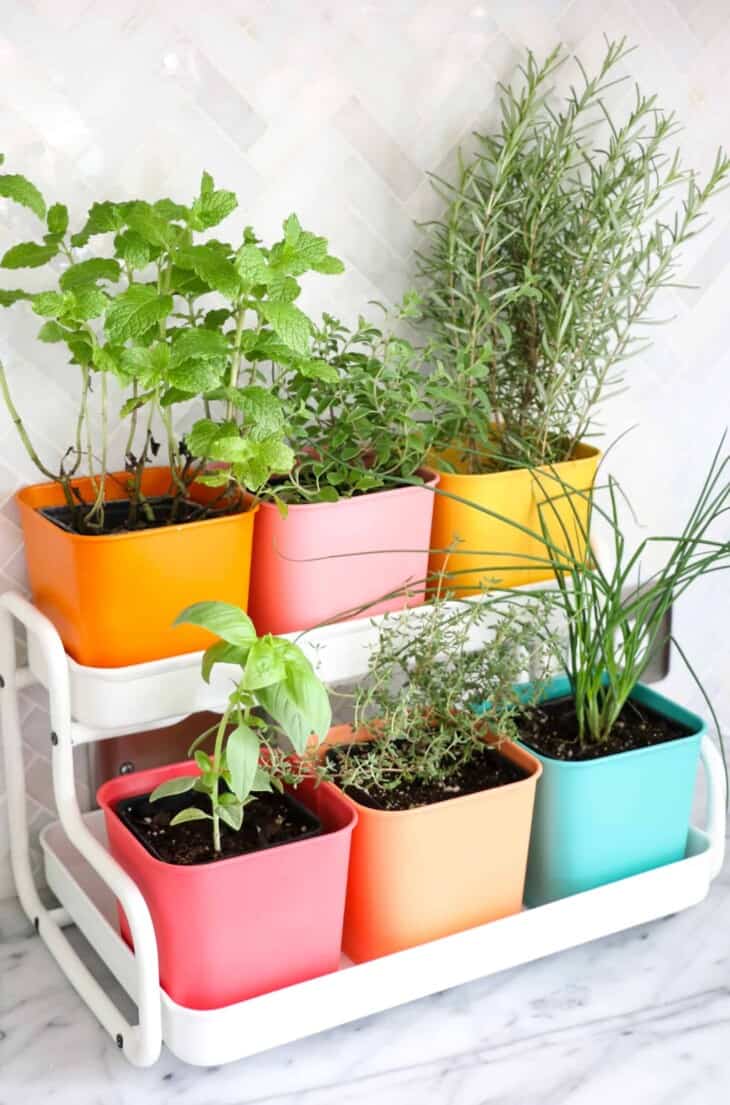 Colorful Indoor Herb Garden