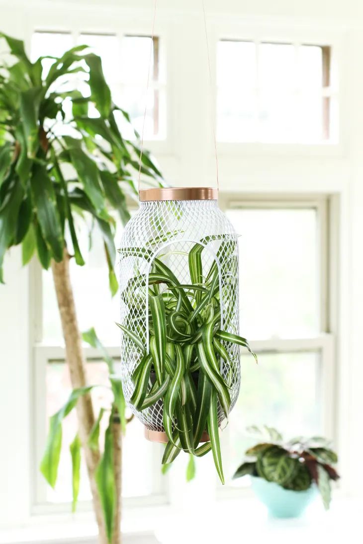 Hanging Lantern Planter