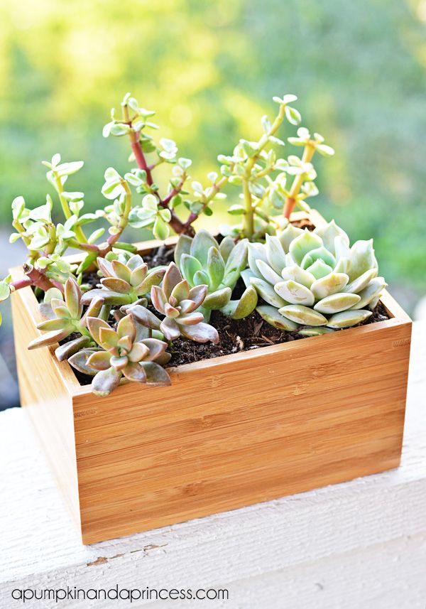 succulent planter box